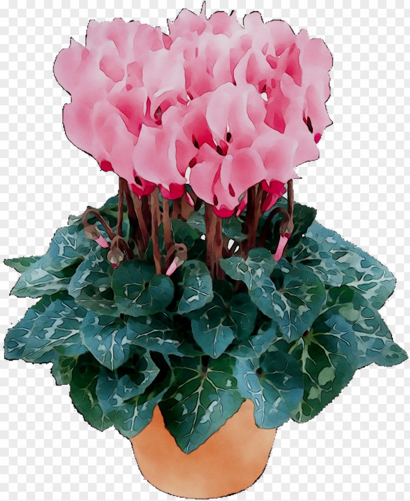 Cyclamen Dahlia Garden Cut Flowers Houseplant PNG