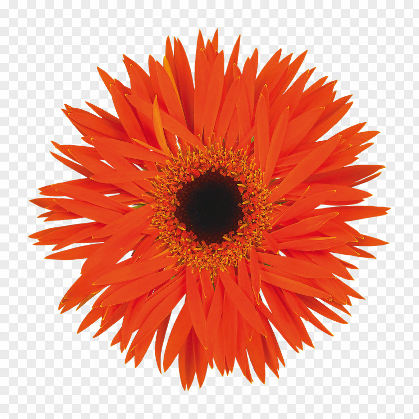 Firecracker Transvaal Daisy Loyalty Business Model Program Floristry Retail PNG