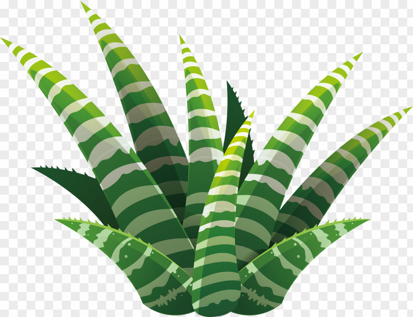 Hand-painted Aloe Vera Leaf Succulent Plant Euclidean Vector Illustration PNG