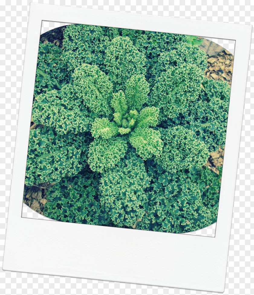Kale Leaf Vegetable Tree Herb Shrub PNG