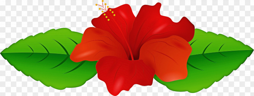 Morning Glory Mallow Family Red Flower PNG