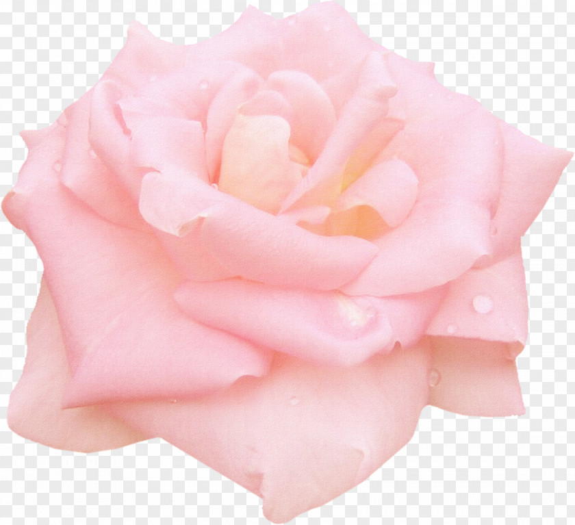 White Roses Still Life: Pink Garden Centifolia Floribunda PNG