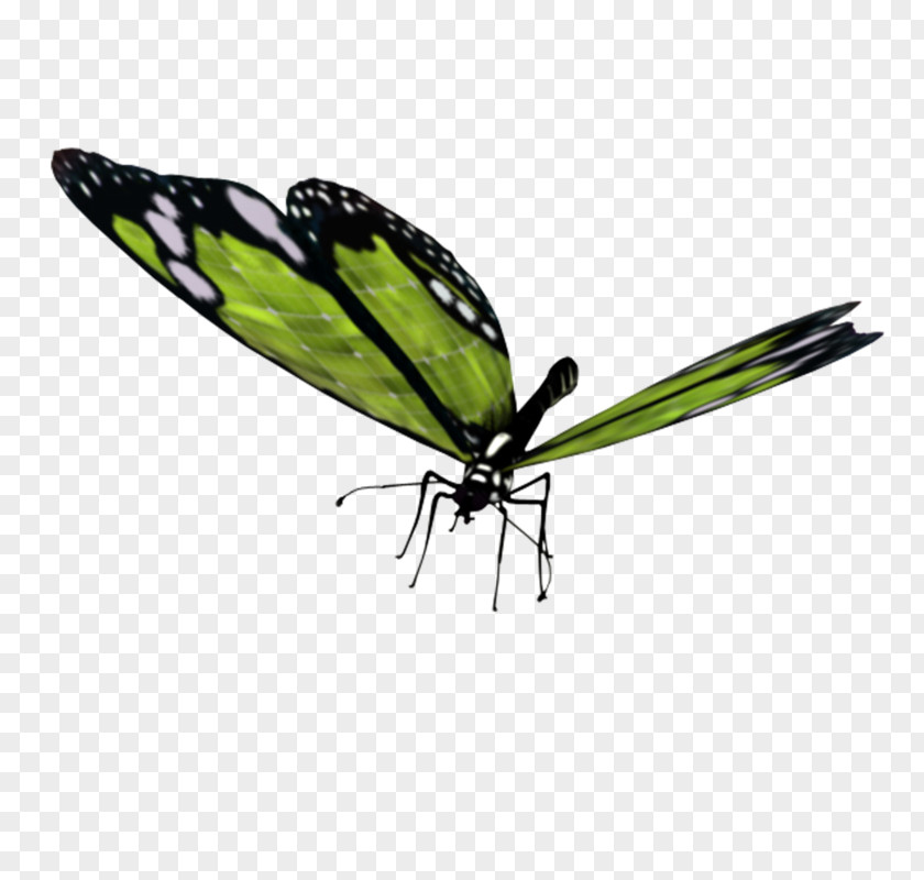 Butterfly Brush-footed Butterflies Insect Moth PNG
