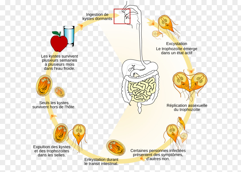 Giardia Lamblia Protist Biological Life Cycle Entamoeba Histolytica Giardiasis PNG