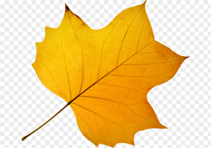 Leaves Of Trees PNG