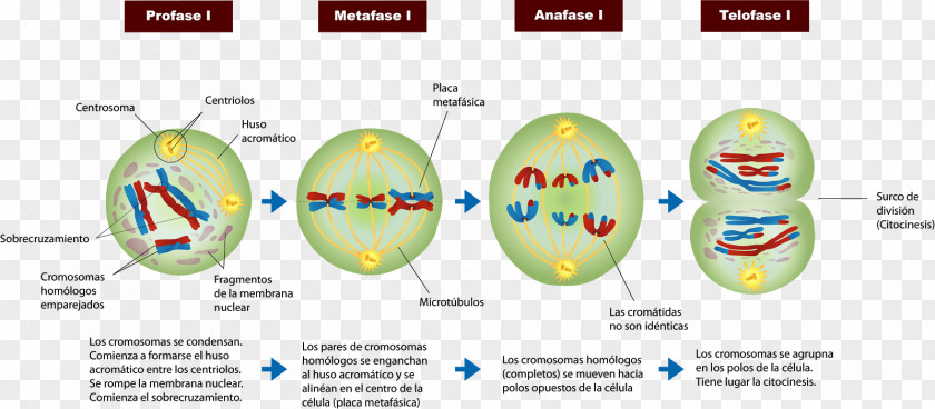 Mitosis And Meiosis Prophase Cell Division PNG
