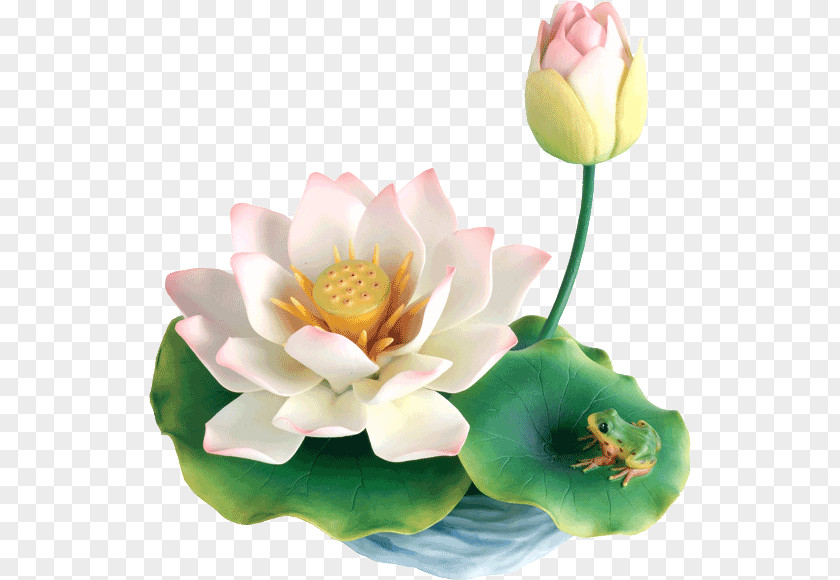 Waterlily Nelumbo Nucifera Flower Nuphar PNG