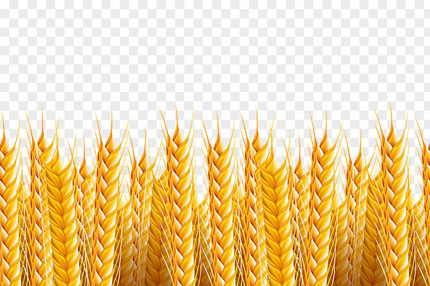 Wheat Background Stock Photography Illustration PNG