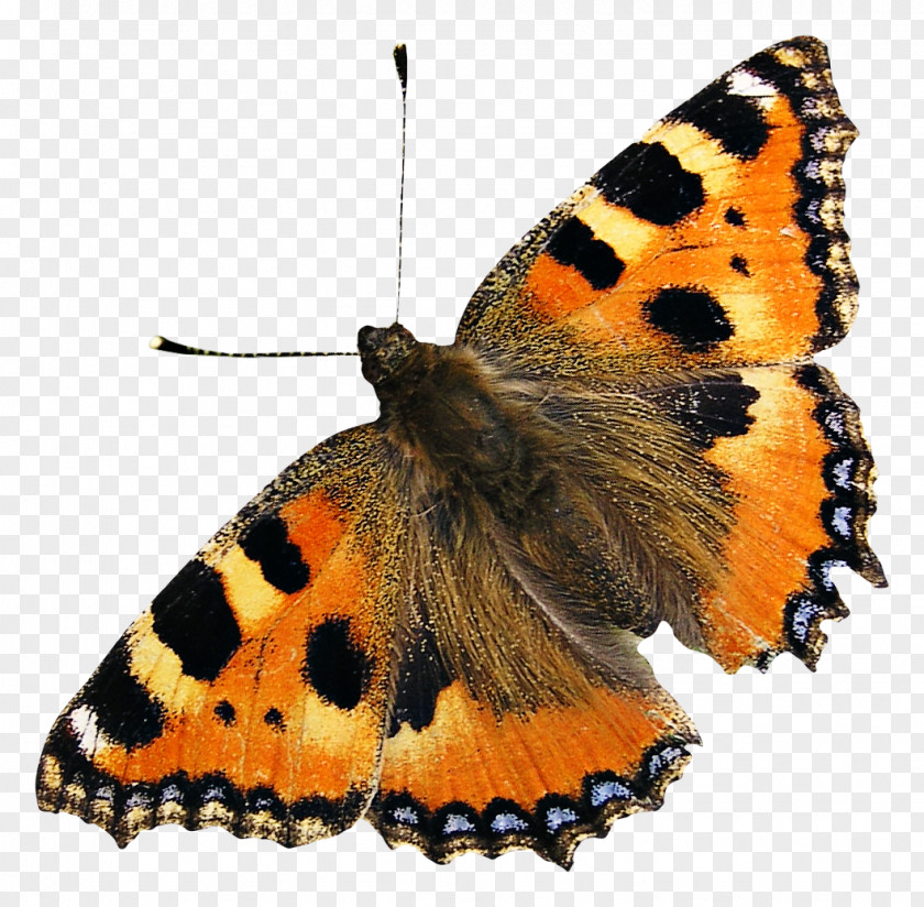Butterfly Light PNG