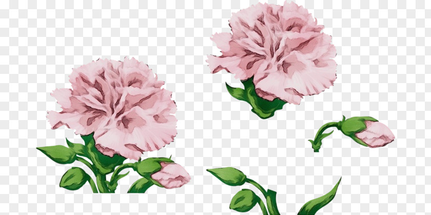 Geranium Dianthus Watercolor Pink Flowers PNG