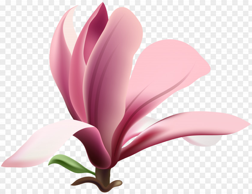 Magnolia Wilsonii Flower Clip Art PNG