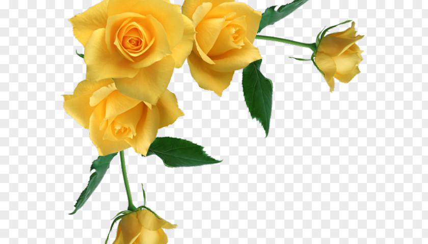 Rose Family Petal Garden Roses PNG