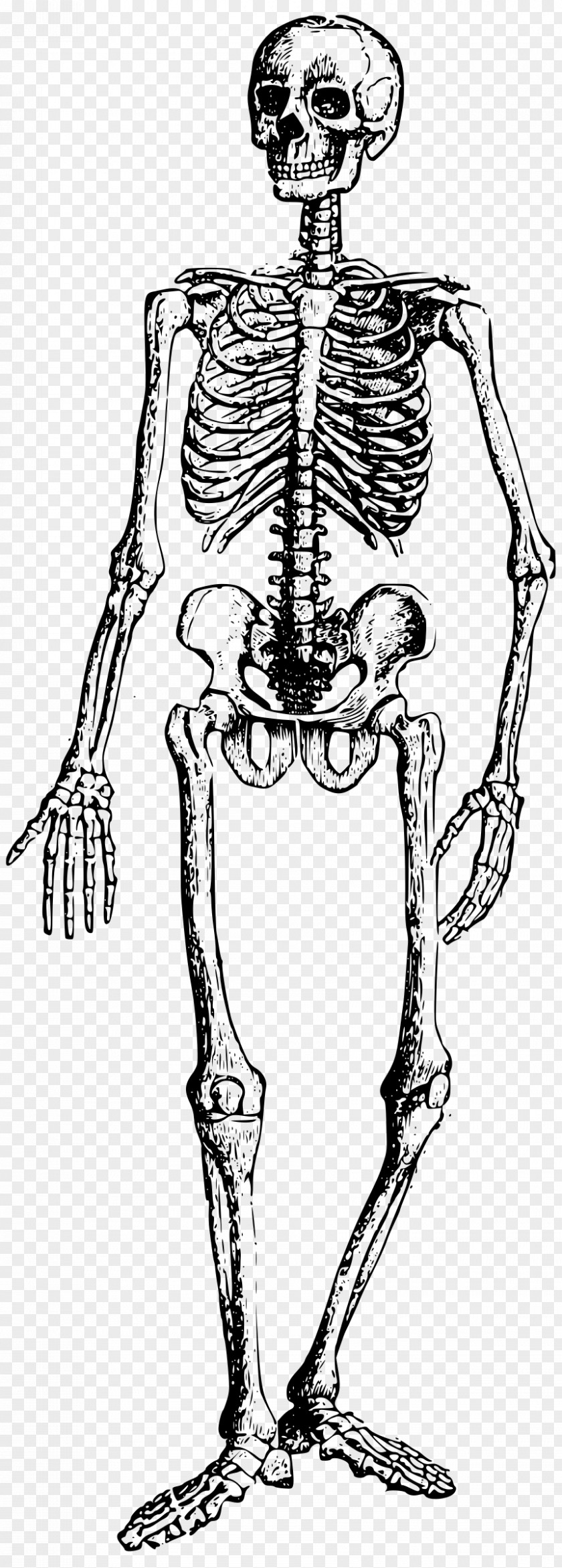 Skeleton Coloring Book Practical Joke Child Adult PNG