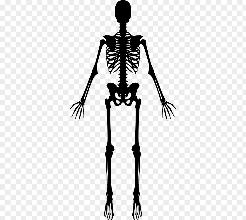 Skeleton Human Clip Art PNG