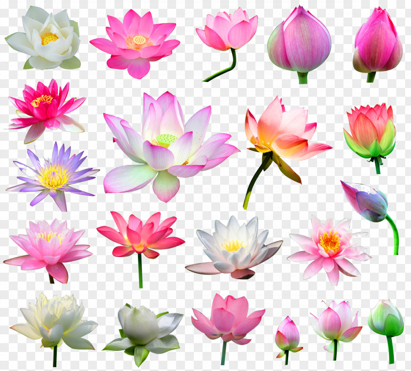 21 Kinds Of Lotus Pattern Nelumbo Nucifera Flower Leaf Ink Wash Painting Germination PNG