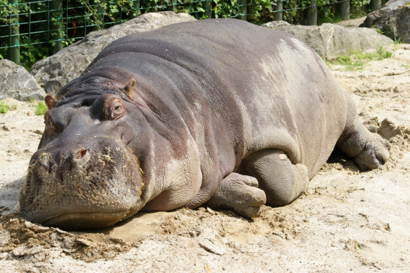 Hippo Hippopotamus Hippo: River Horse Crocodile Rhinoceros Desktop Wallpaper PNG