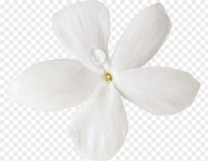 Moth Orchids Cut Flowers Petal PNG