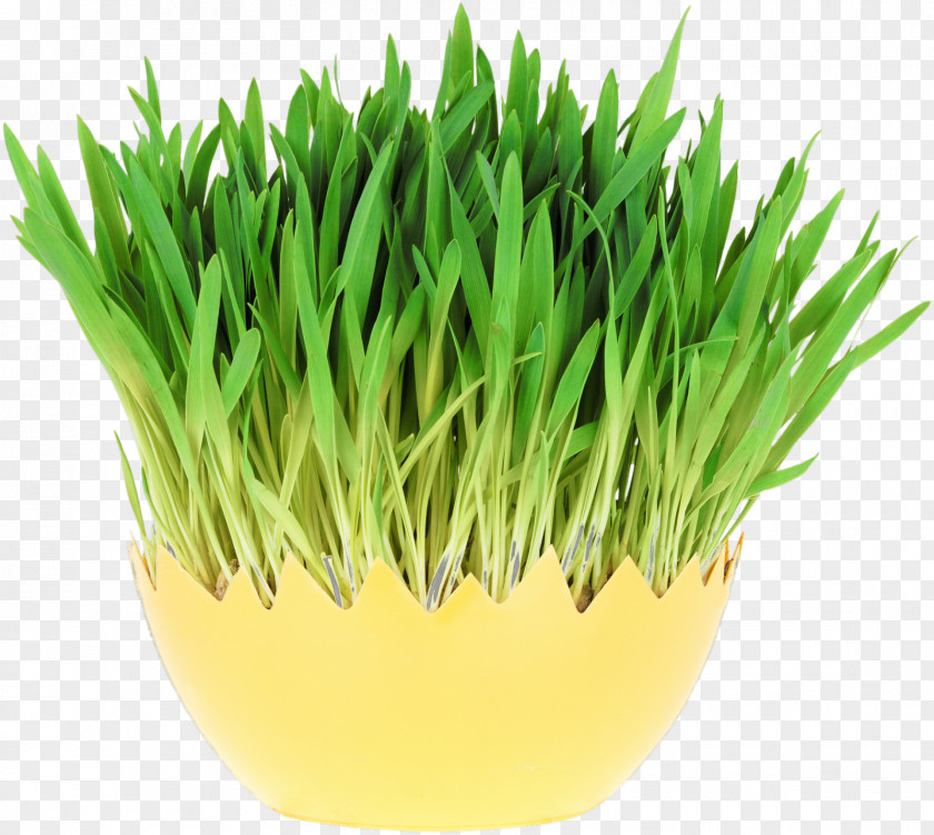 Spring Grass Wheatgrass Royalty-free Stock Photography Depositphotos Wheat Sprout PNG