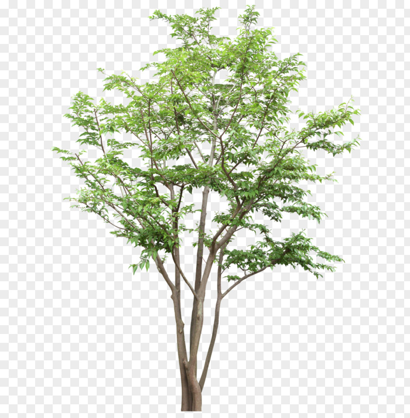 Tree Citxe9 Joie Socixe9txe9 Coopxe9rative Computer File PNG