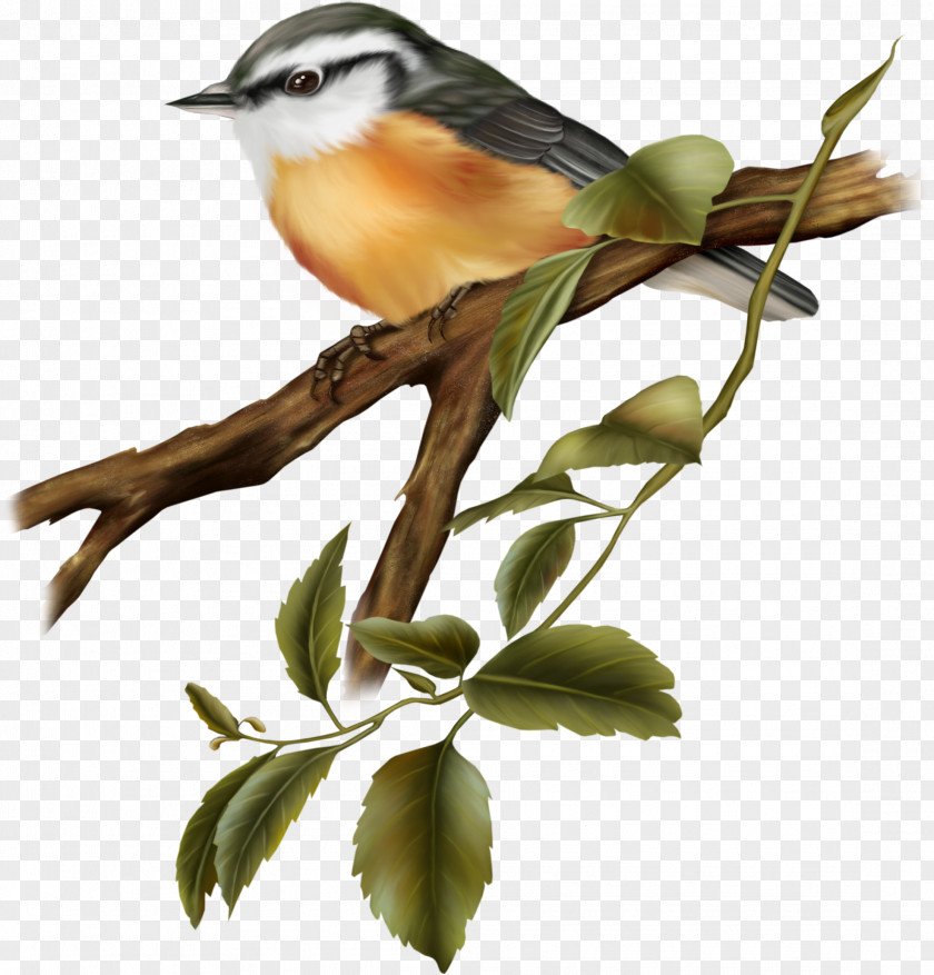 Birds Bird Clip Art PNG