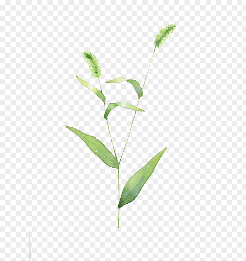 Dog's Tail Grass Setaria Viridis Dog PNG