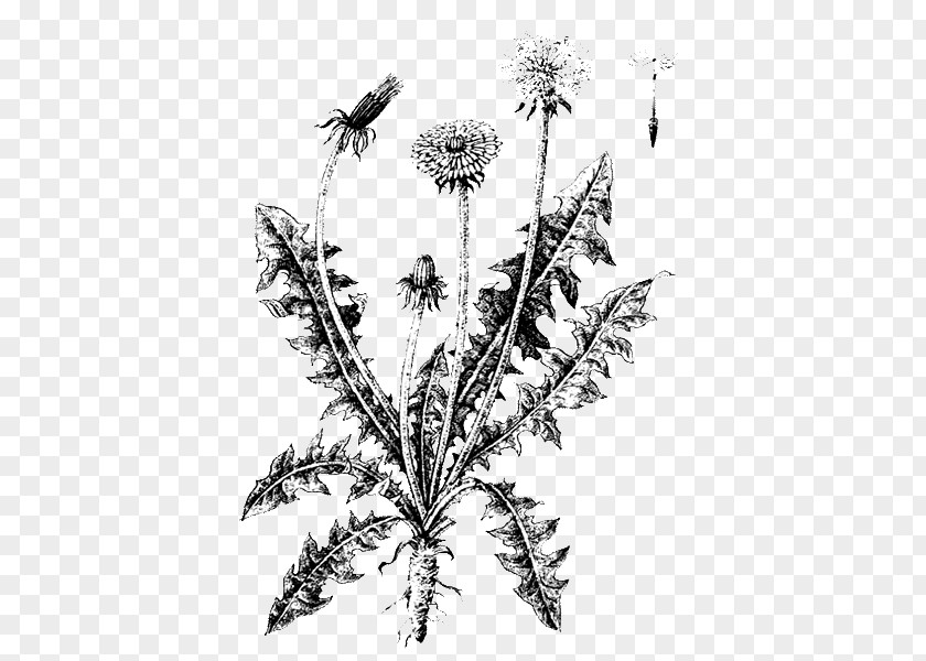 Parsley Family Globe Thistle Weed Leaf PNG