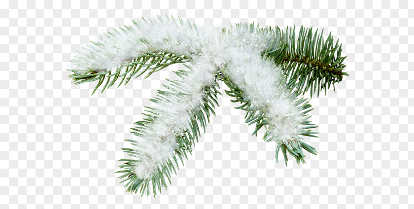 Tree Spruce Fir Pine Branch PNG