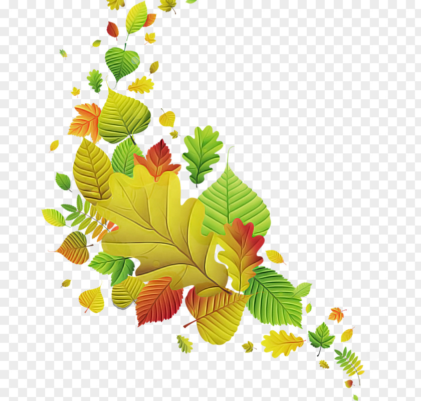 Floral Design PNG