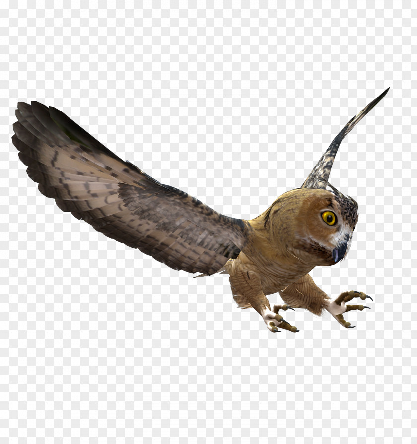 Owls Bird Owl Blog Clip Art PNG