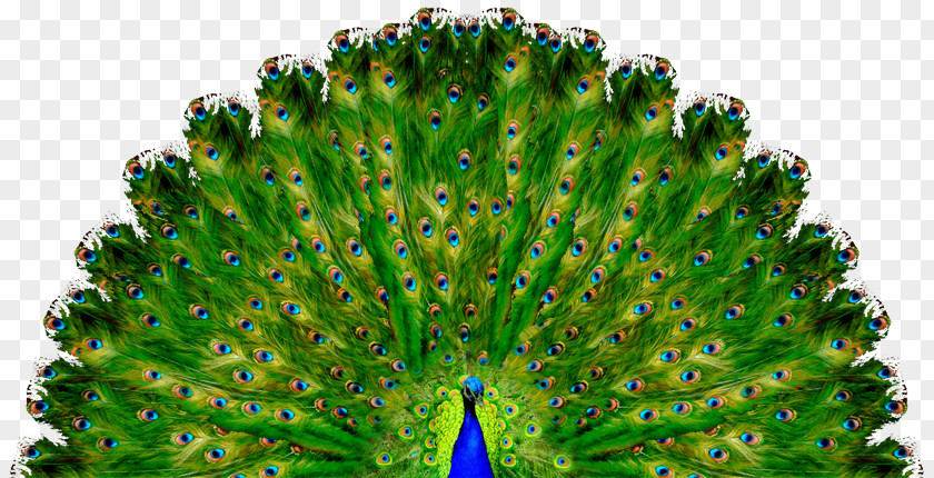 Peacock Kundalini Yoga Meditation Child PNG