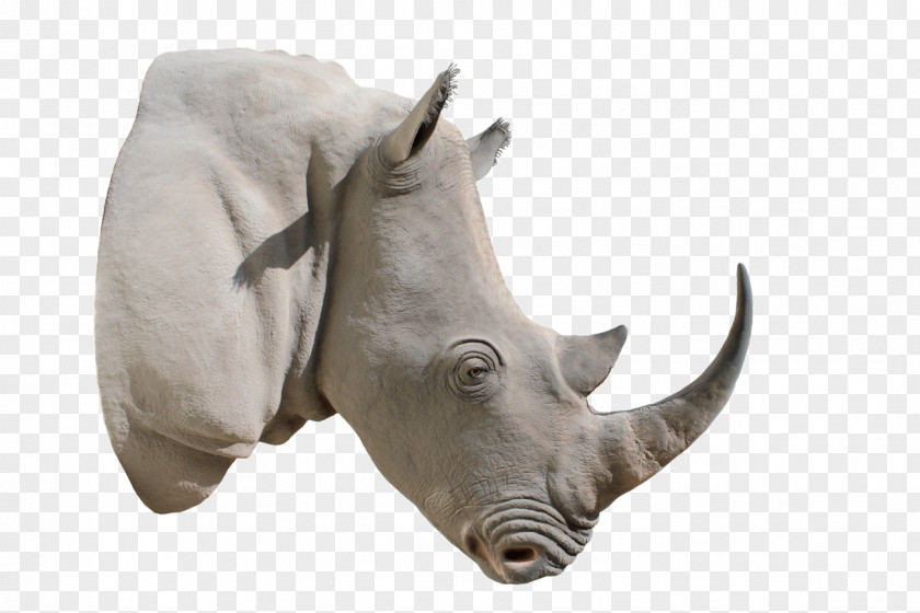 Rhino White Rhinoceros Horn Clip Art PNG