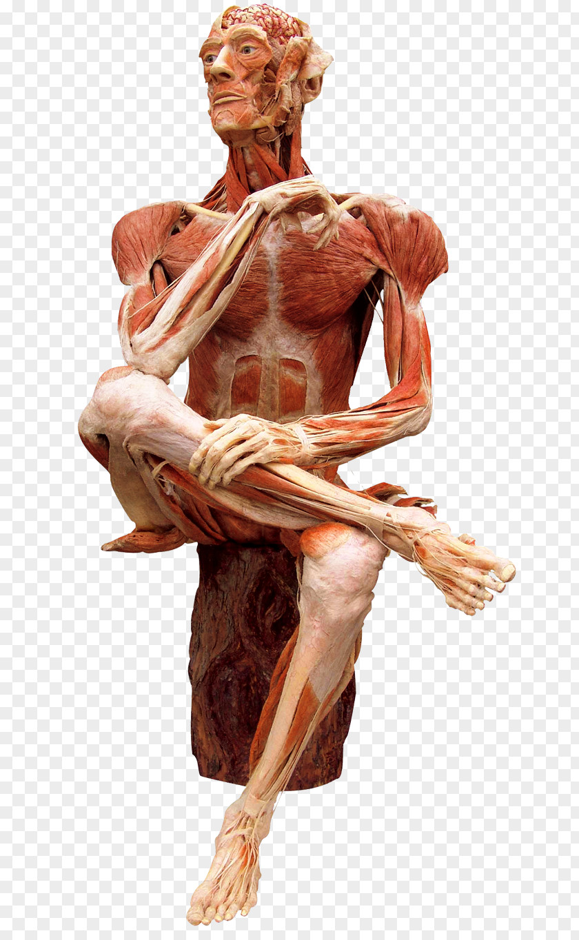 The First Museum Of BODY WORLDS Body Worlds RX Human BodyHuman Health People PNG