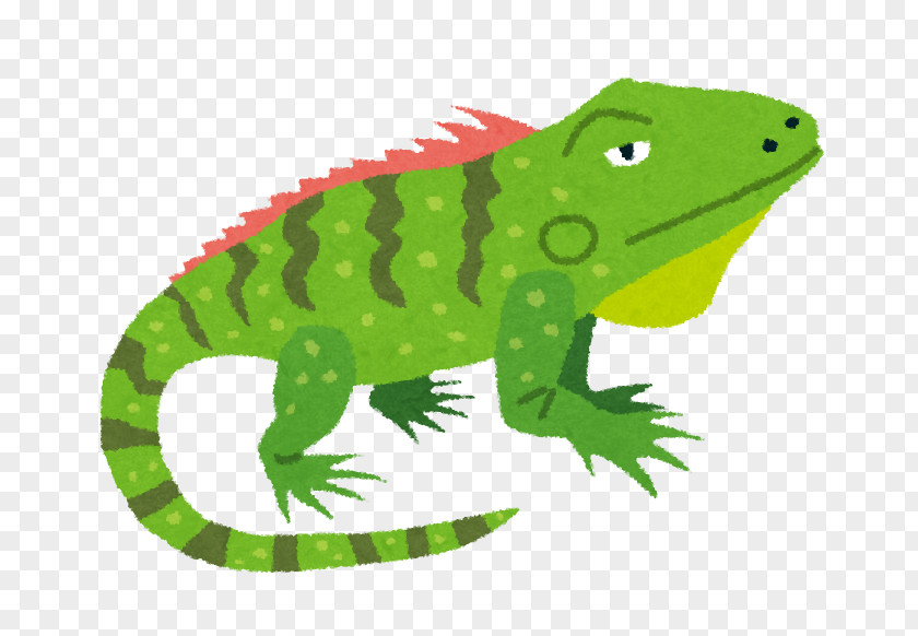 Fei Reptile Lizard Green Iguana Blue Chameleons PNG