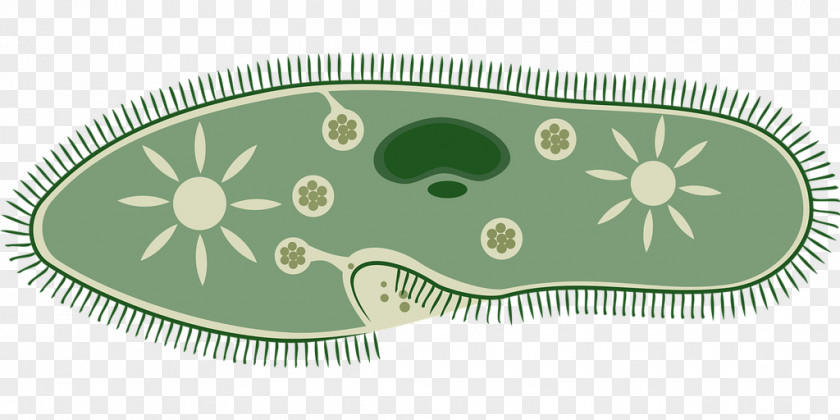 Microscope Unicellular Organism Contractile Vacuole PNG