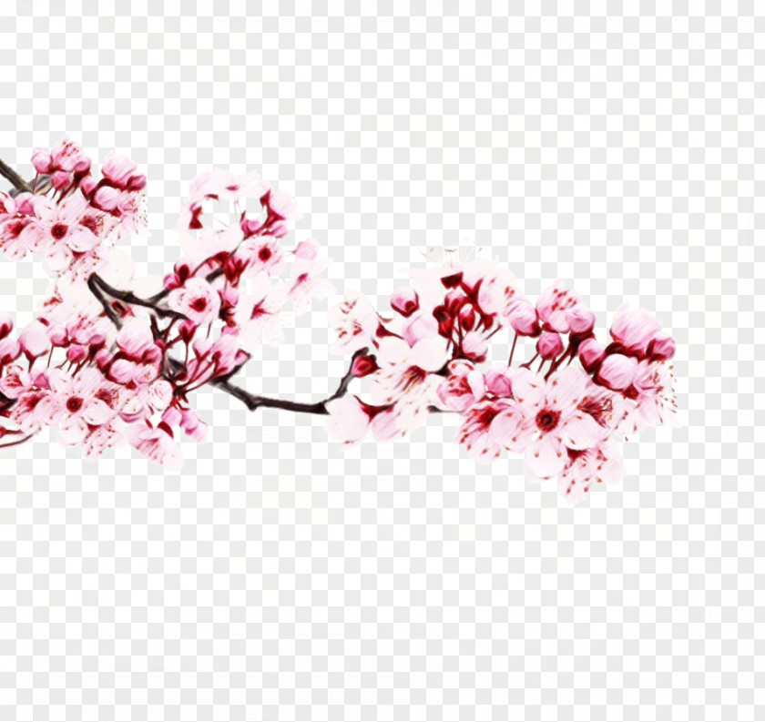 Cut Flowers Tree Cherry Blossom Drawing PNG
