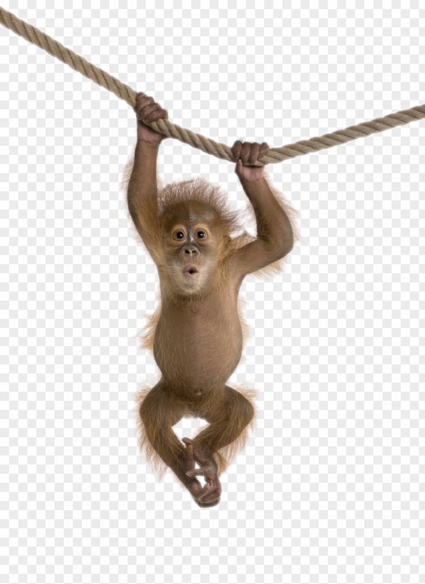An Orangutan Hanging On A Rope Monkey Clip Art PNG