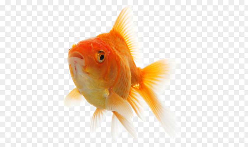 Fish Goldfish Feeder PNG