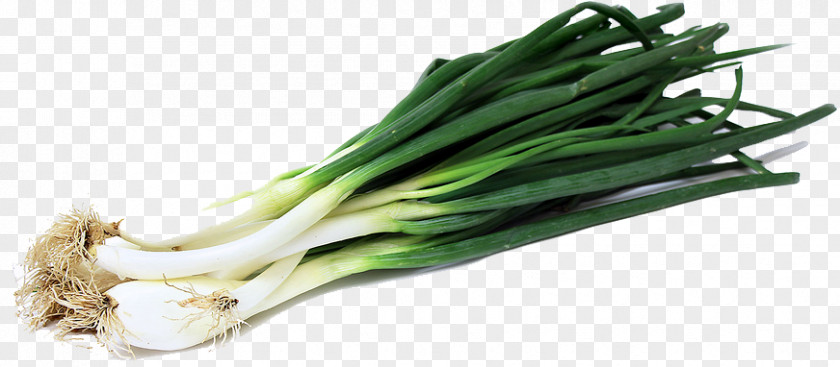 Green Onion Image Calxe7ot Scallion Ring Vegetable PNG
