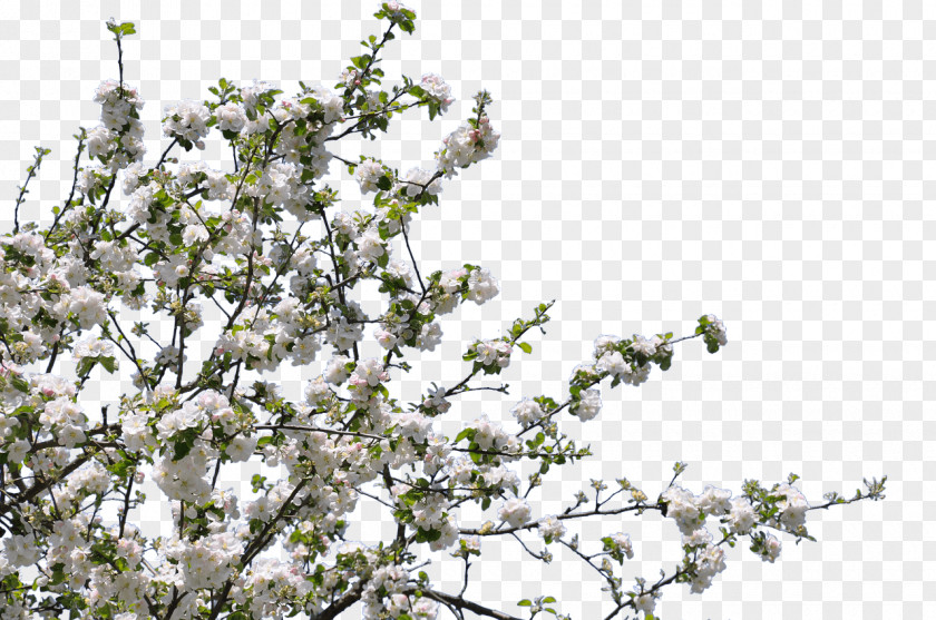 Tree Blossom Twig Forest Gardening Flower PNG