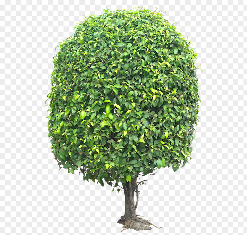 Fig Fruit Evergreen Tree Argan Woody Plant PNG