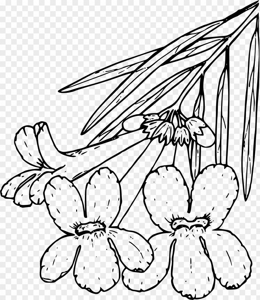 Plant Line Art Drawing PNG