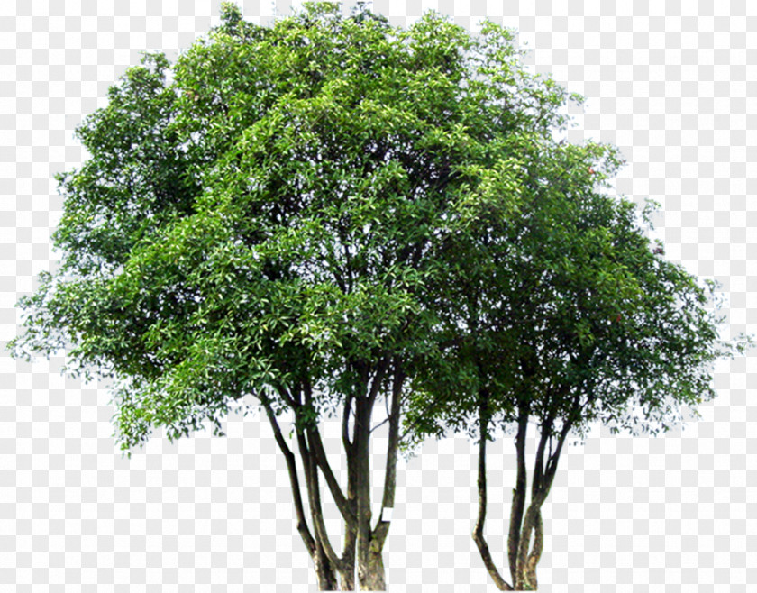 Tree PNG clipart PNG