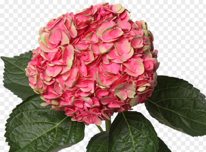 Hydrangea Pink Centifolia Roses Cut Flowers Plant PNG