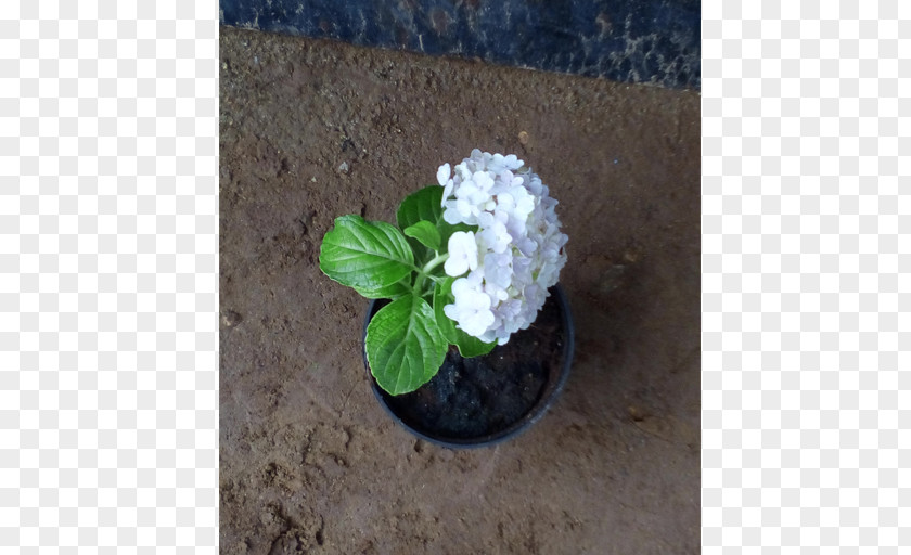 Jasmin Flower Flowerpot Jasmine Bonsai Houseplant PNG