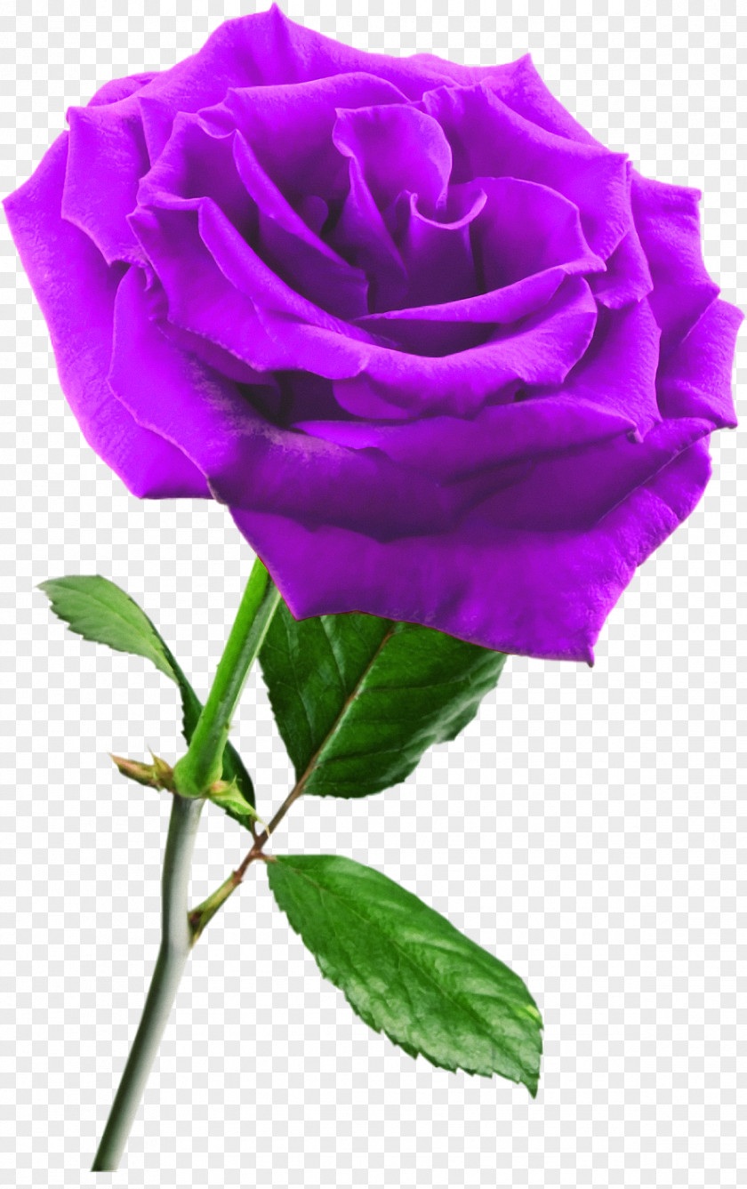 Lilac Rose Flower Clip Art PNG
