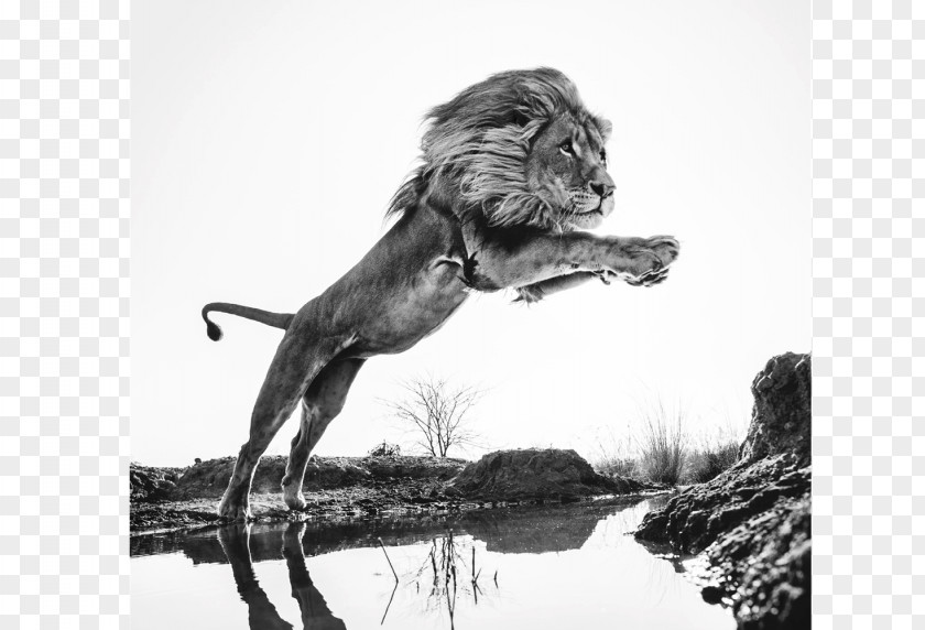 Lion King Maddox Gallery Glasgow Wild Encounters: Iconic Photographs Of The World's Vanishing Animals And Cultures Photography Art PNG