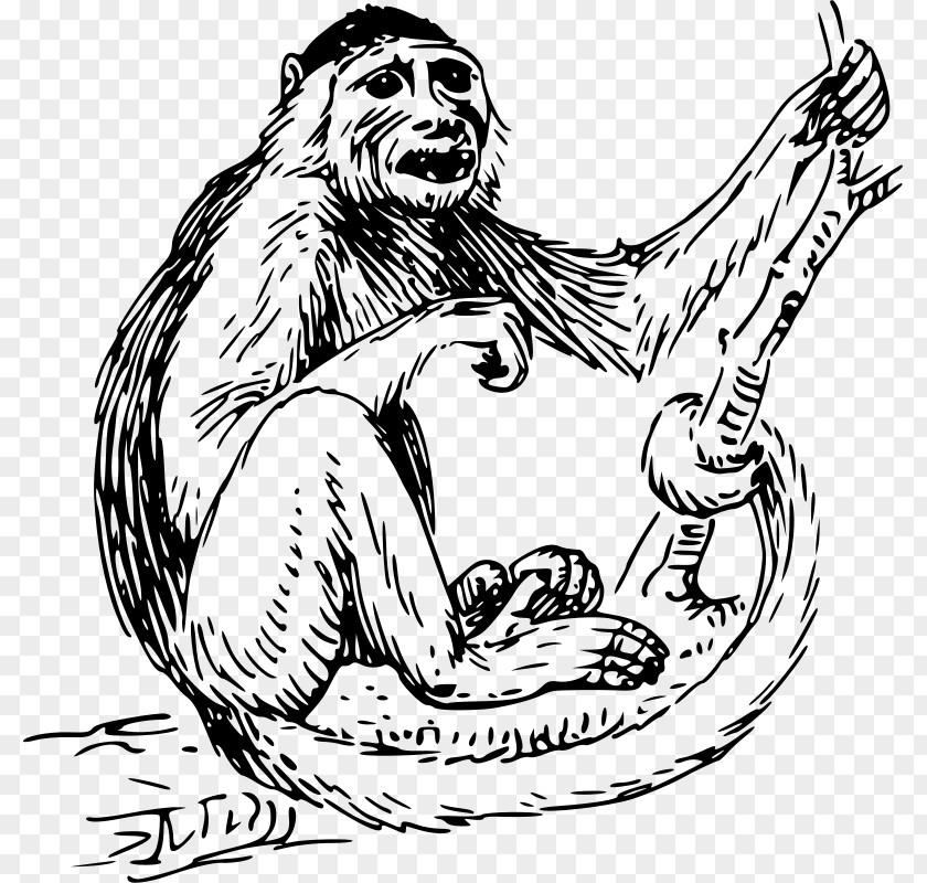Monkey Capuchin Clip Art PNG