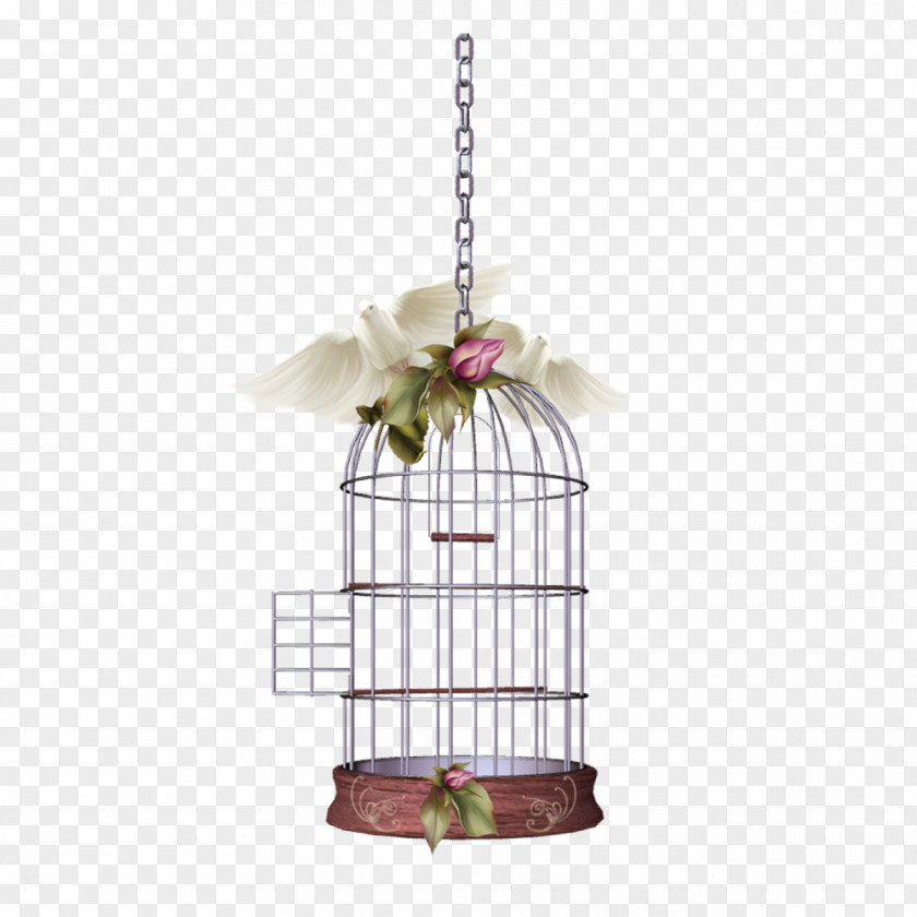 Psd免抠 Birdcage Owl PNG