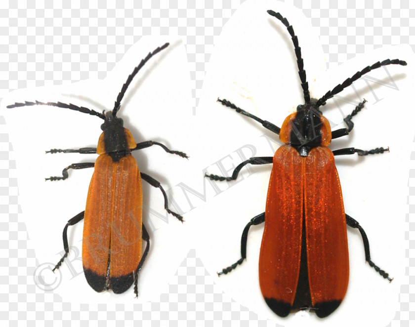 Beetle Longhorn Weevil Pest Giant Skipper PNG