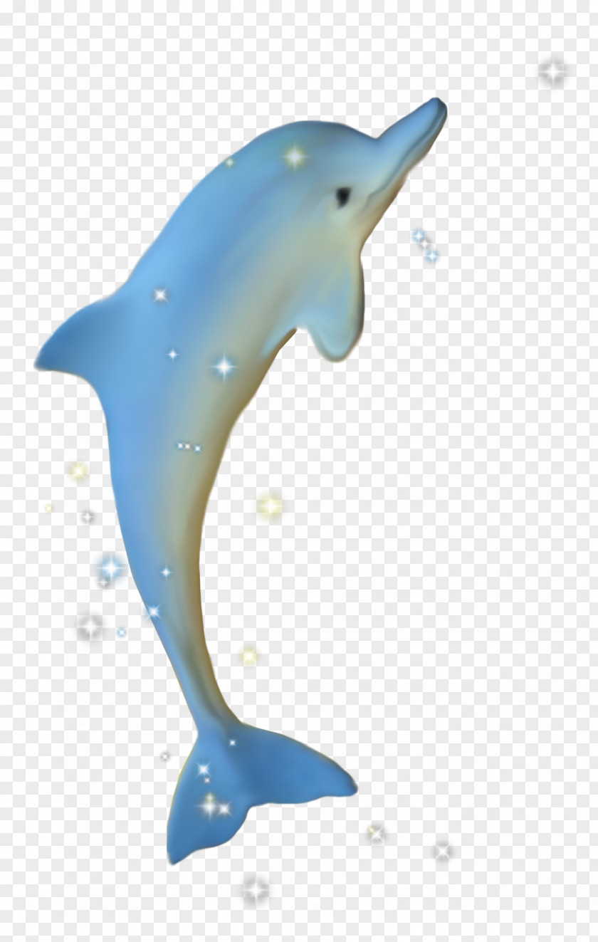 Dolphin Common Bottlenose Tucuxi Cetacea Porpoise PNG